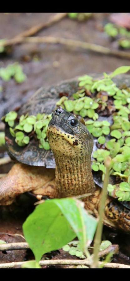 Cabinas El Muellecito Tortuguero Luaran gambar