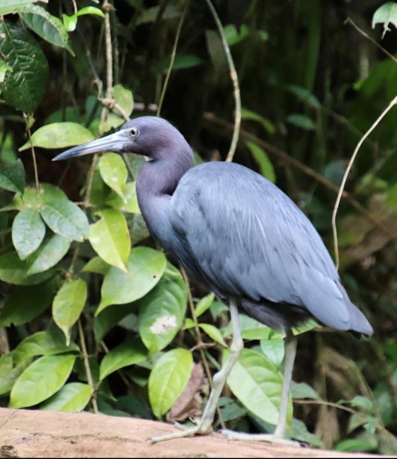 Cabinas El Muellecito Tortuguero Luaran gambar