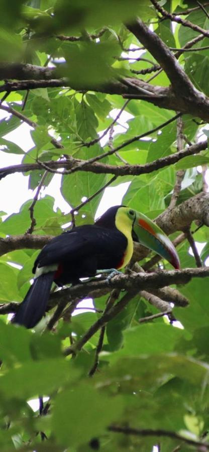 Cabinas El Muellecito Tortuguero Luaran gambar